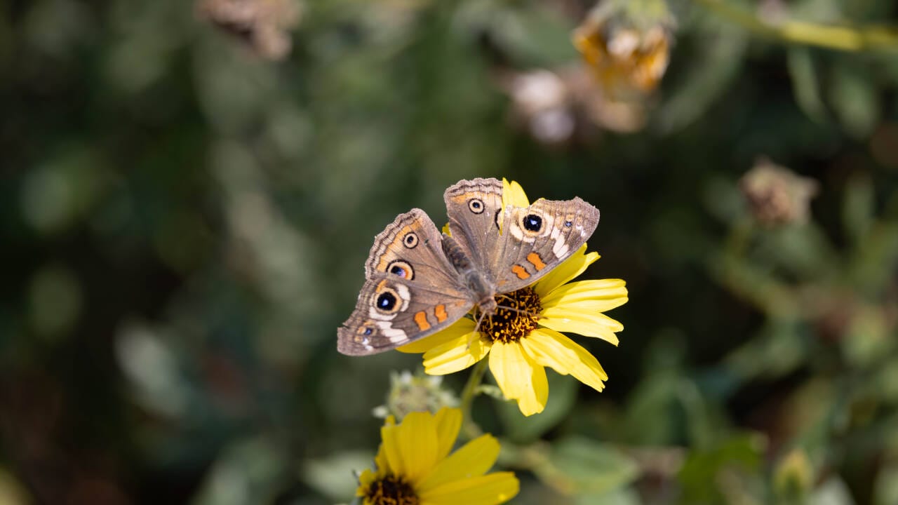 Butterfly On Yellow Flower