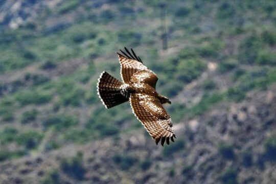 Bird Walk