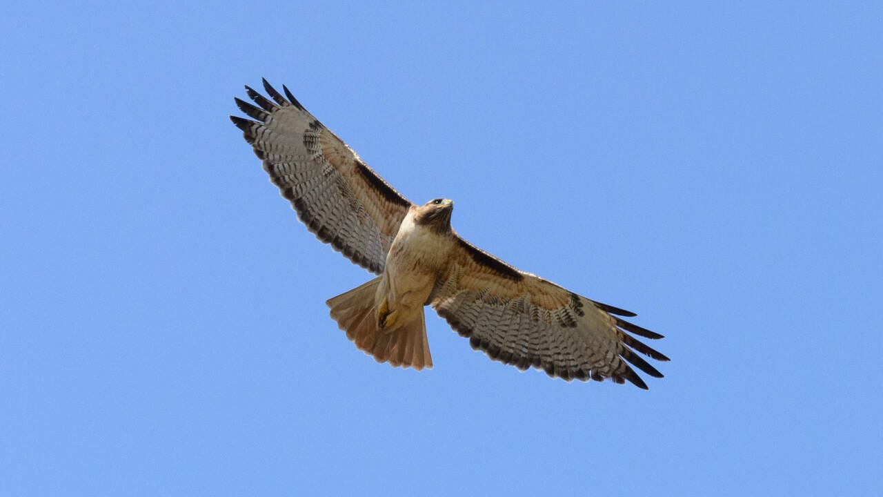 hawk