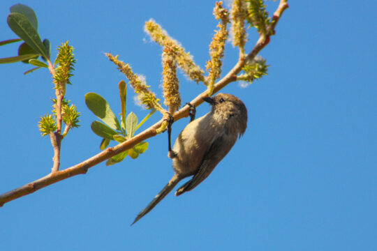 Birds of a Feather: Beginners Birding
