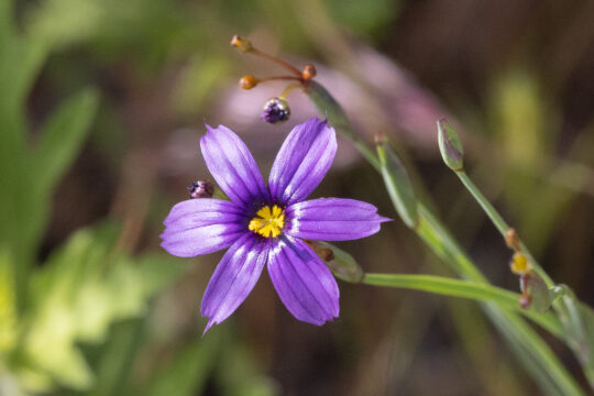 Explorers Hike: Serrano Ridge