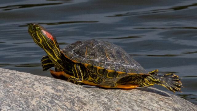 Invasive turtles 4