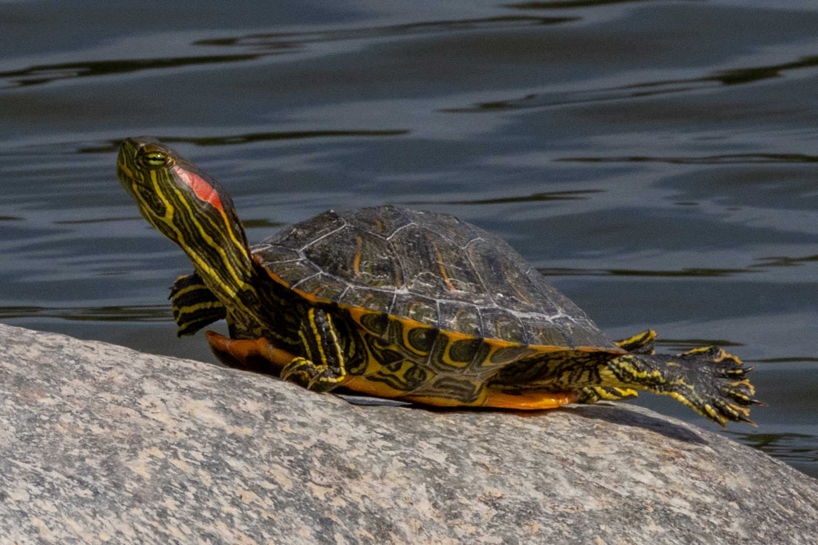 Invasive turtles 4