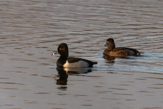 Jr. Ranger Adventure: Laguna Niguel Regional Park