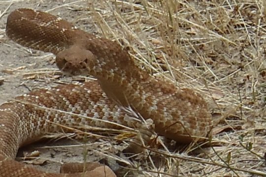 Ssssnakes at Laguna Niguel Regional!