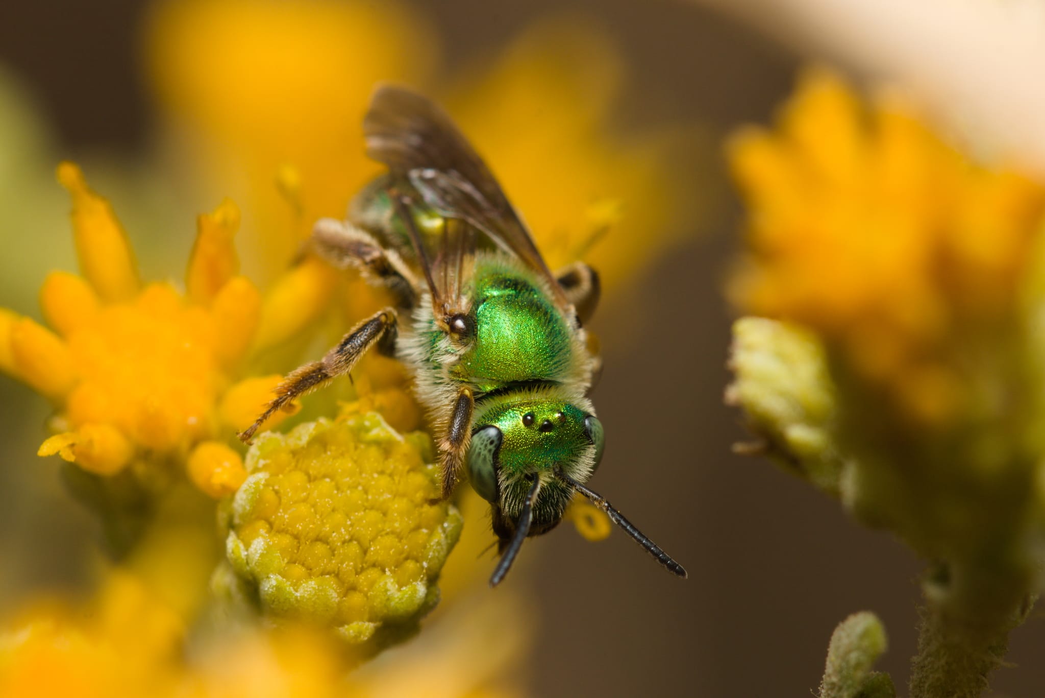 Bee1