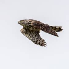 Hawk foley edit
