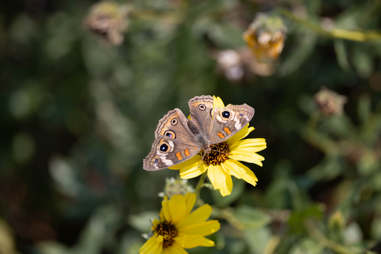 Nature Meditation Walk