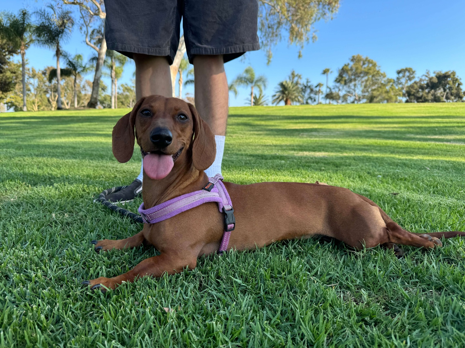 A happy brown dog lying on the grass, wearing a purple harness, with a person standing nearby.