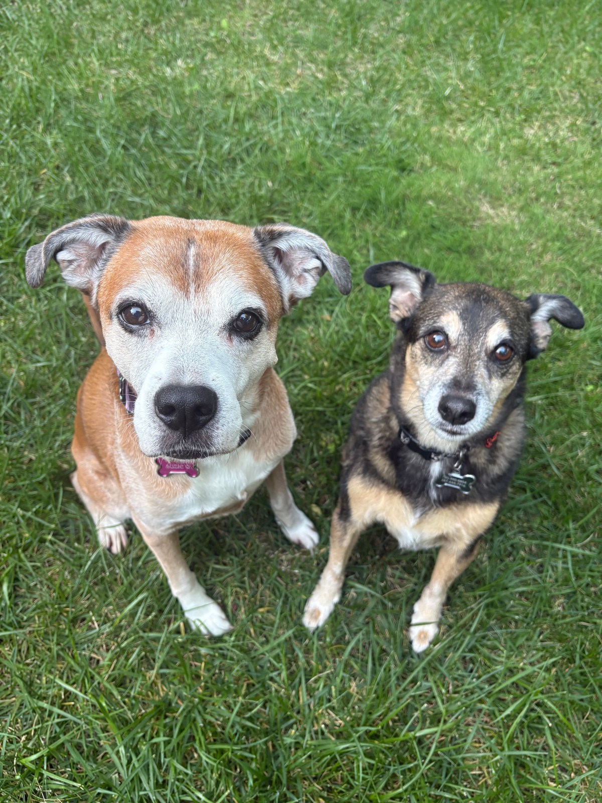 Two dogs sitting on green grass, one with a tan and white coat and the other with a black and tan coat.