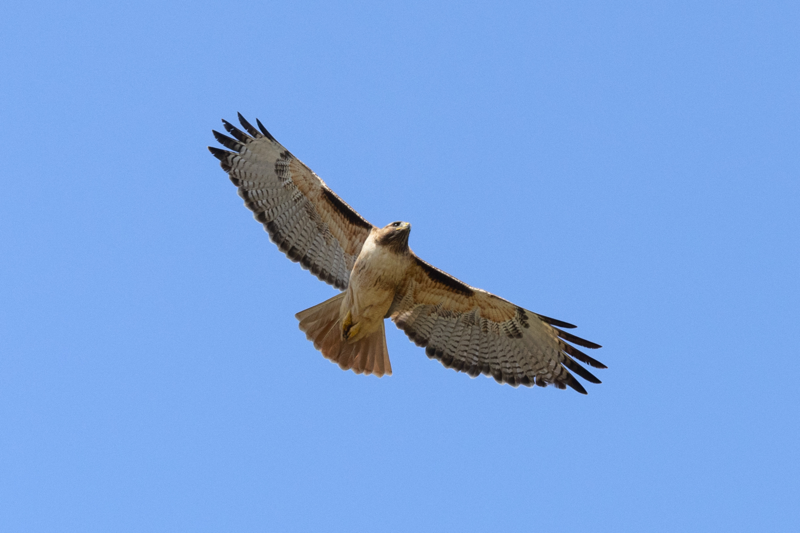 Jr. Ranger Adventure: Laguna Niguel Regional Park