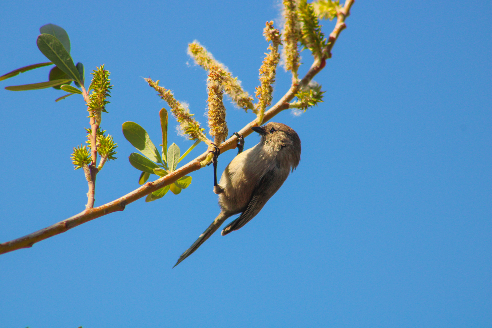 Birds of a Feather: Beginners Birding