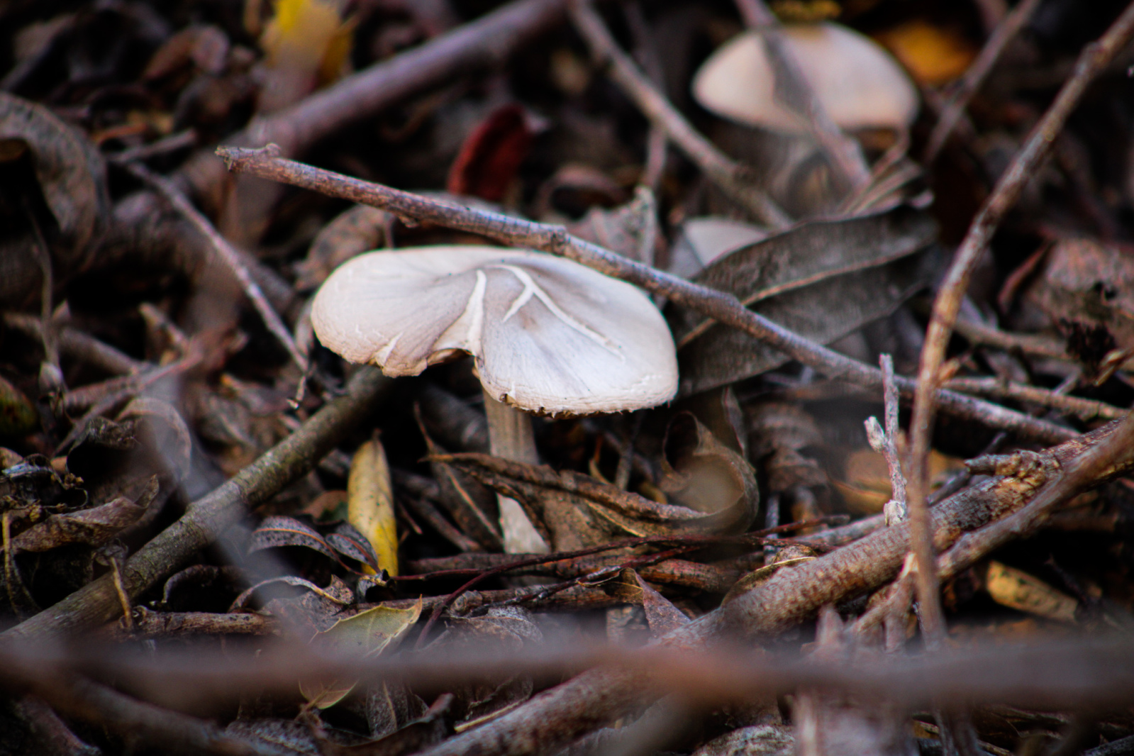 Little Explorers: Mushrooms!