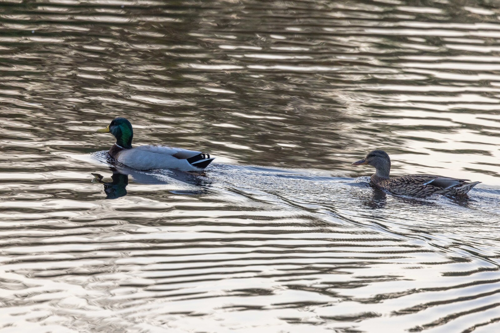 Little Explorers: Ducks!