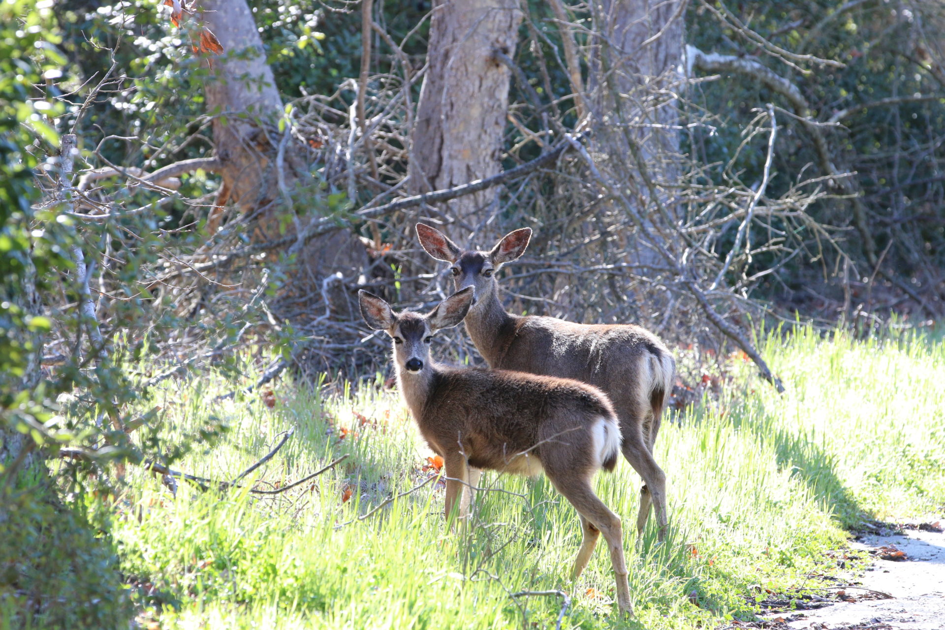 Mule-Deer-in-Aliso