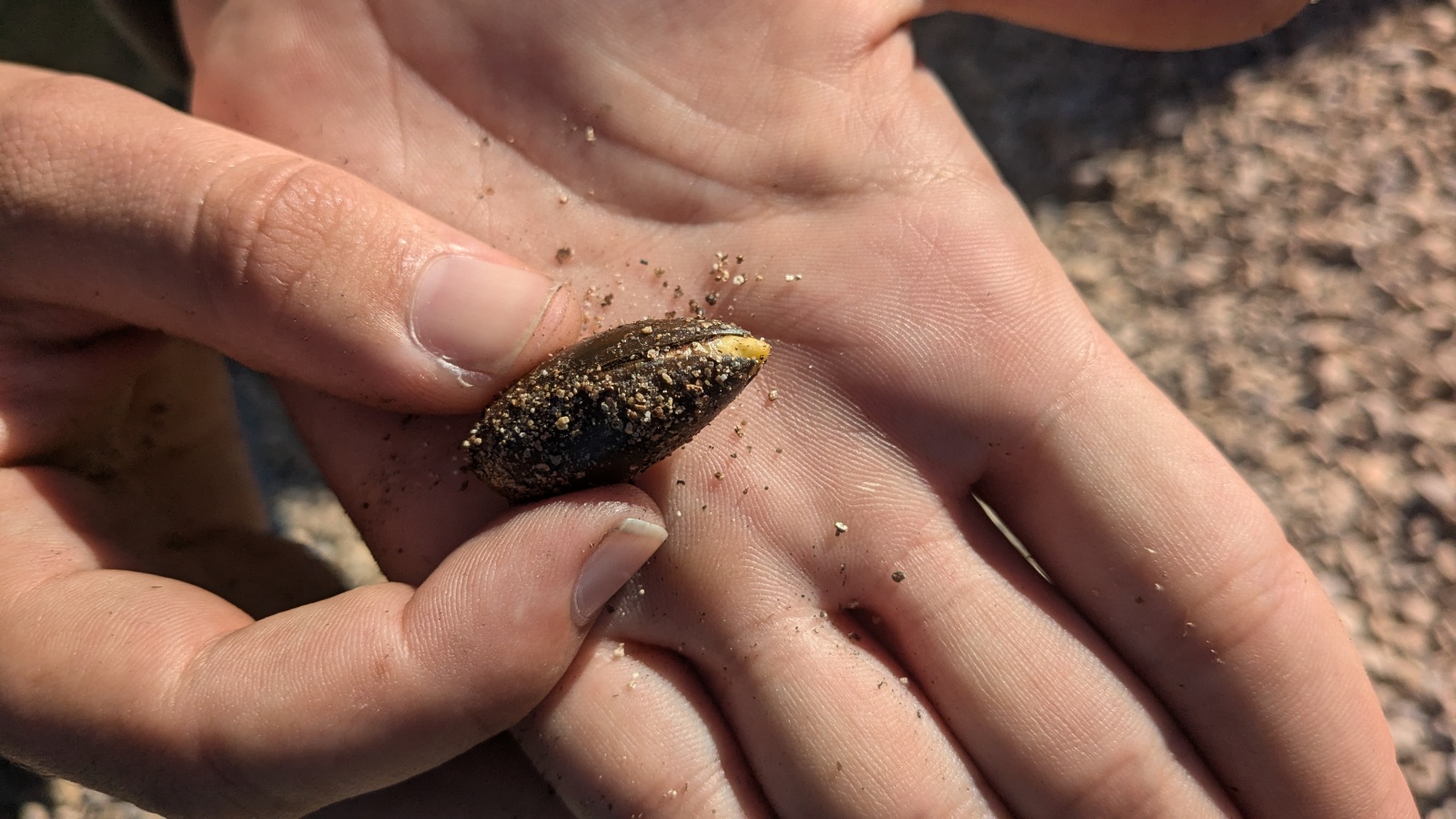 Adaptation Spotlight: Seed Dispersal
