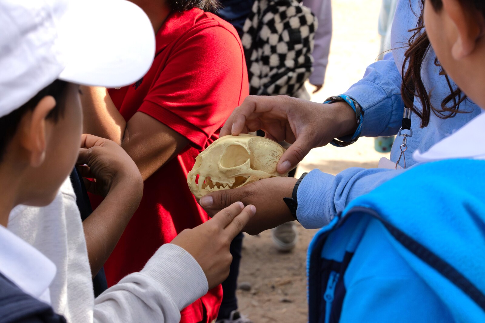 Little Explorers: Paleontology!