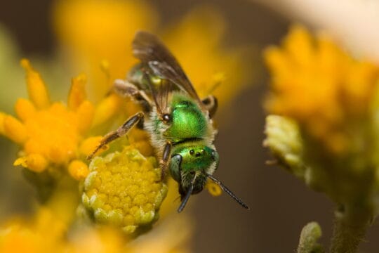 Bee1