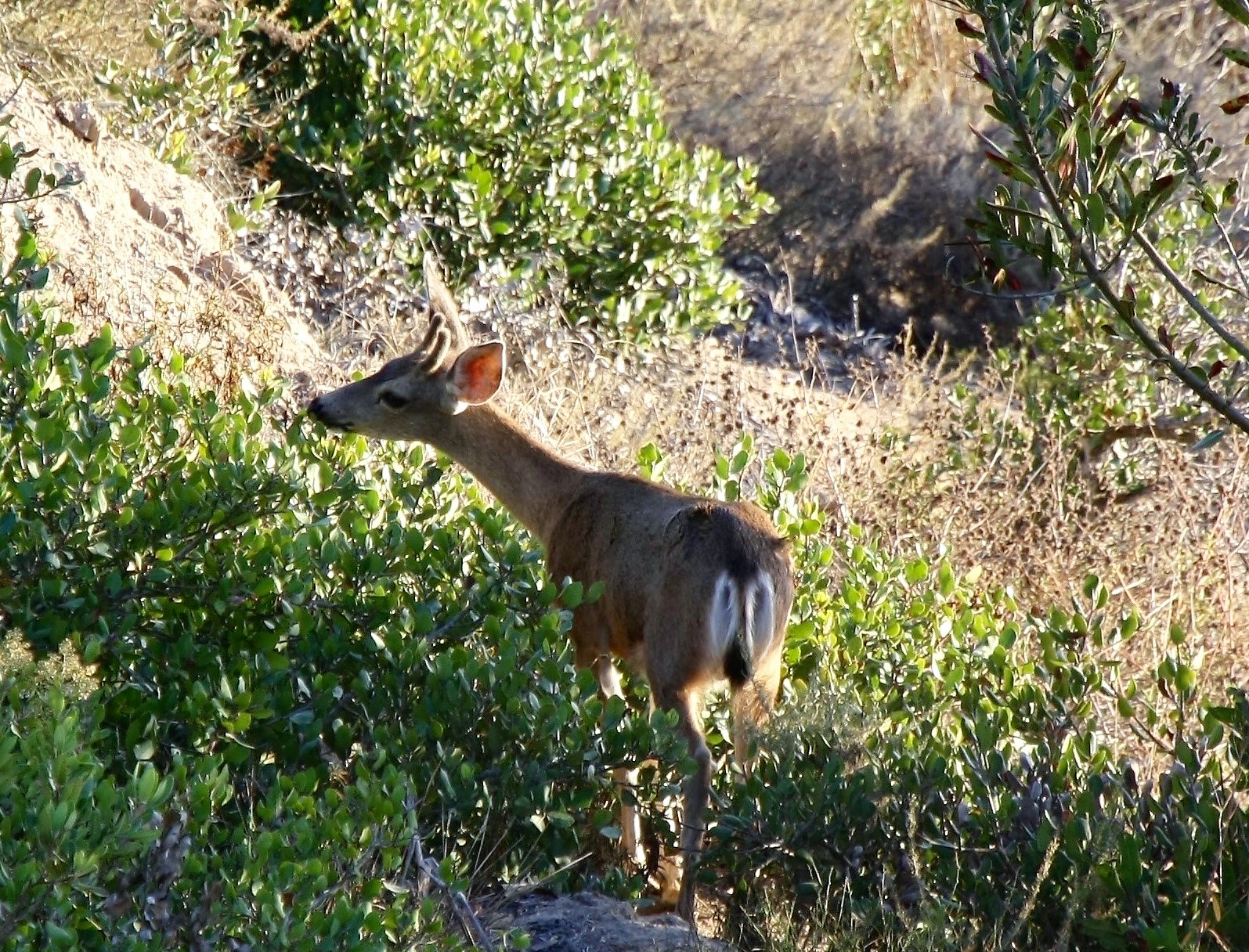 Deer in Laguna Canyon