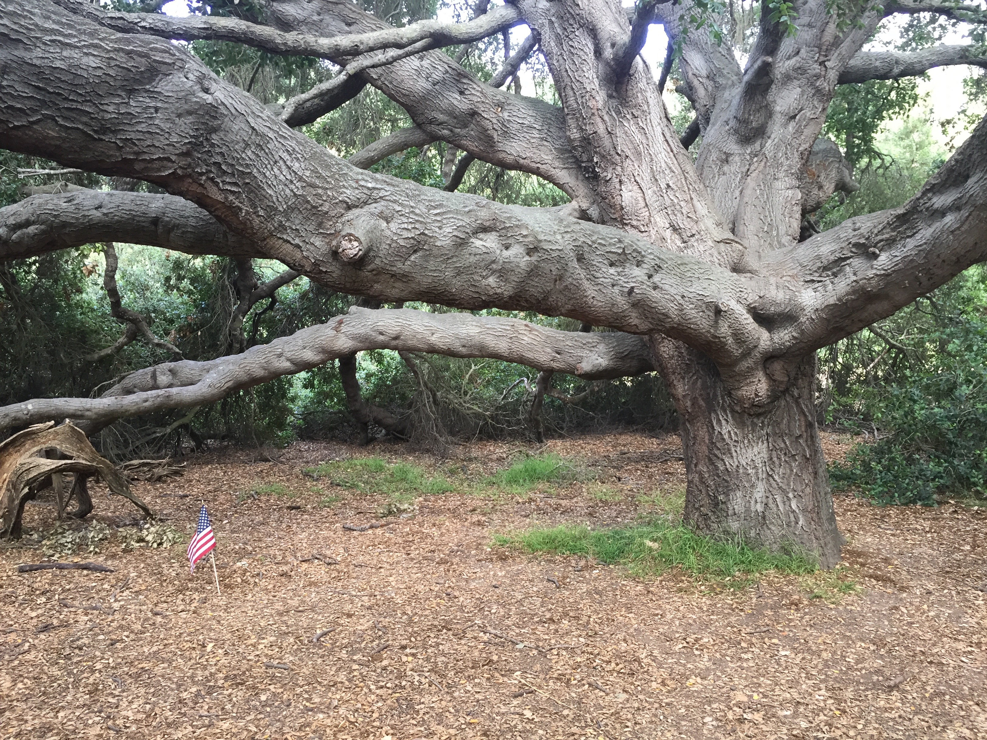 Discovery hike oak tree