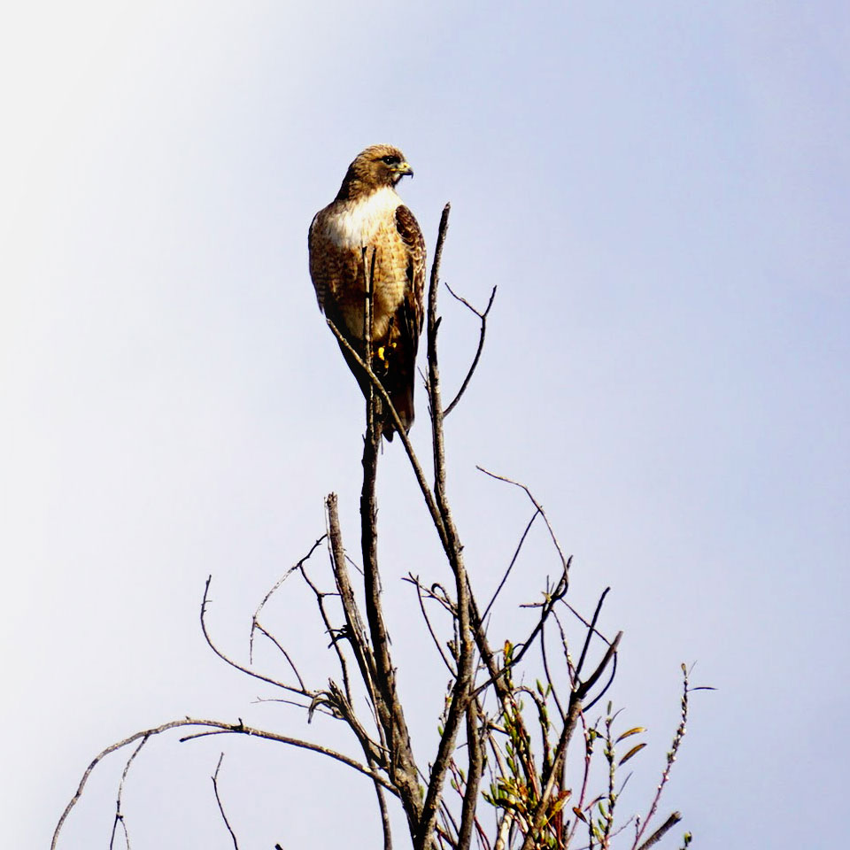 Hawk perched